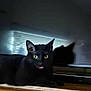 animal, black_cat, cat, close_up, curious, cute, domestic_cat, feline, green_eyes, household, indoor, mammal, pet, playful, quiet, resting, shadow, television, tongue_out, wooden_surface