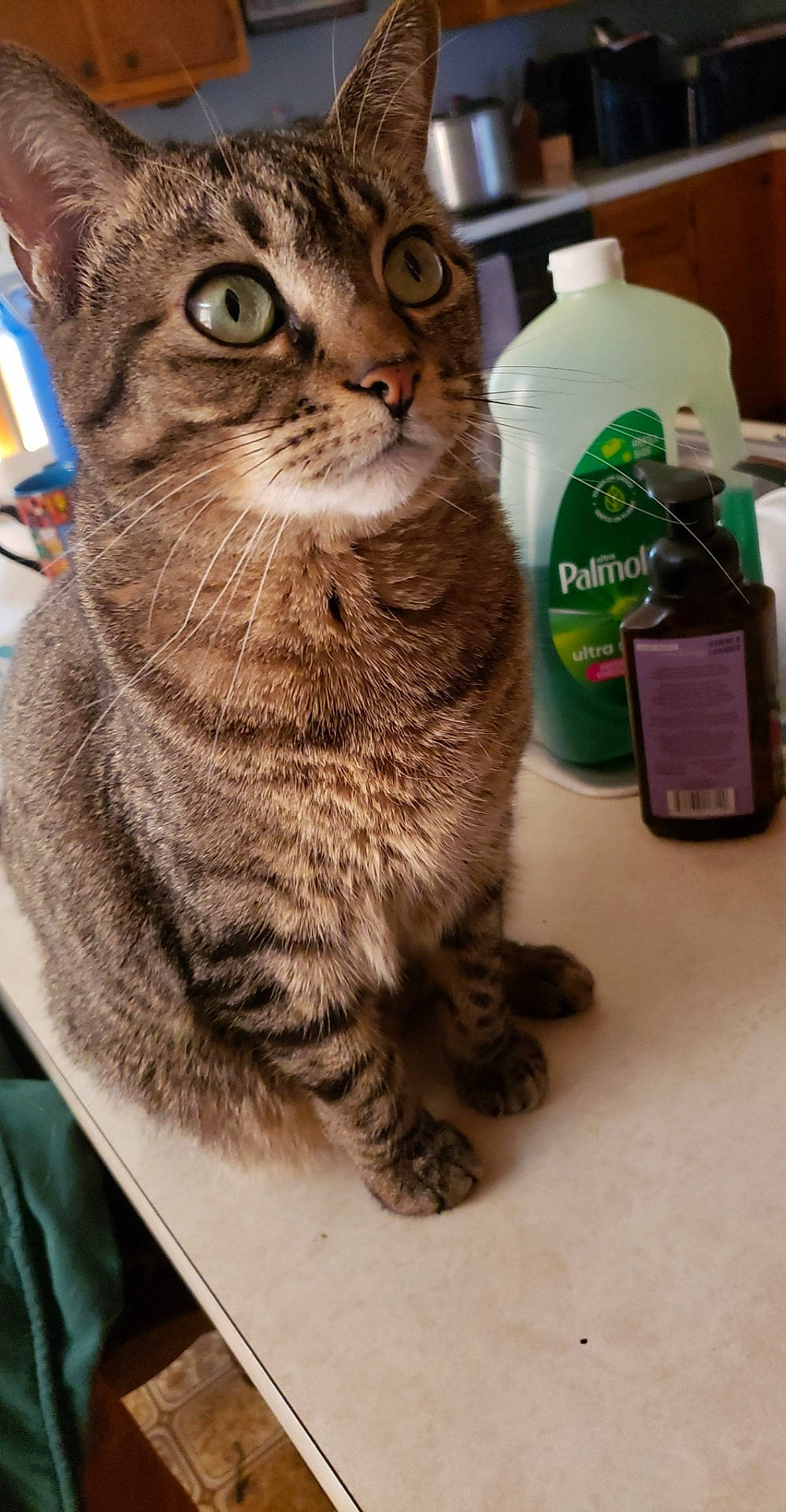 Caoimhe is registered to the contest to win money with this photo: abyssinian, animal, beverage, bottle, cabinet, cat, furniture, hardwood, herbal, herbs, kitten, lotion, manx, pet, plywood, shelf, table, tin, waterbottle, wood
