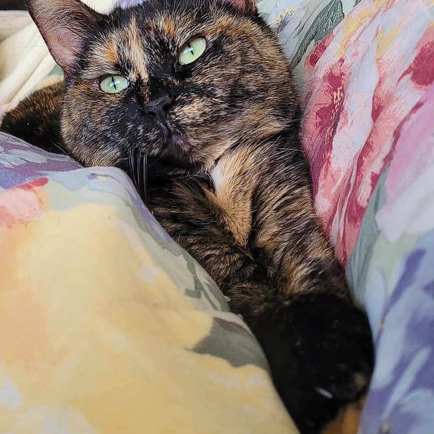 Katniss joined the competition — help win amazing prizes! animal, bed, bedroom, cat, computer, computerhardware, couch, cushion, electronics, furniture, hardware, homedecor, indoors, kitten, laptop, monitor, pc, pet, room, screen