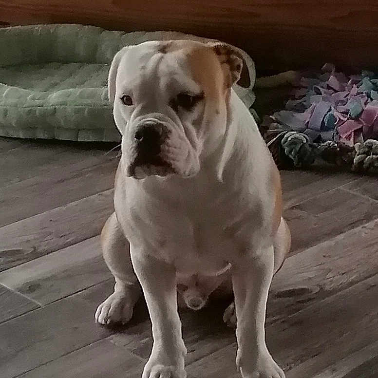 Sven a rejoint le concours — aidez-le/la à gagner de superbes lots ! animal, brown_spot, bulldog, calm, canine, companion, cute, dog, dog_bed, domestic, flooring, home, indoor, pet, portrait, rope_toy, sitting, toys, white_fur, wooden_floor