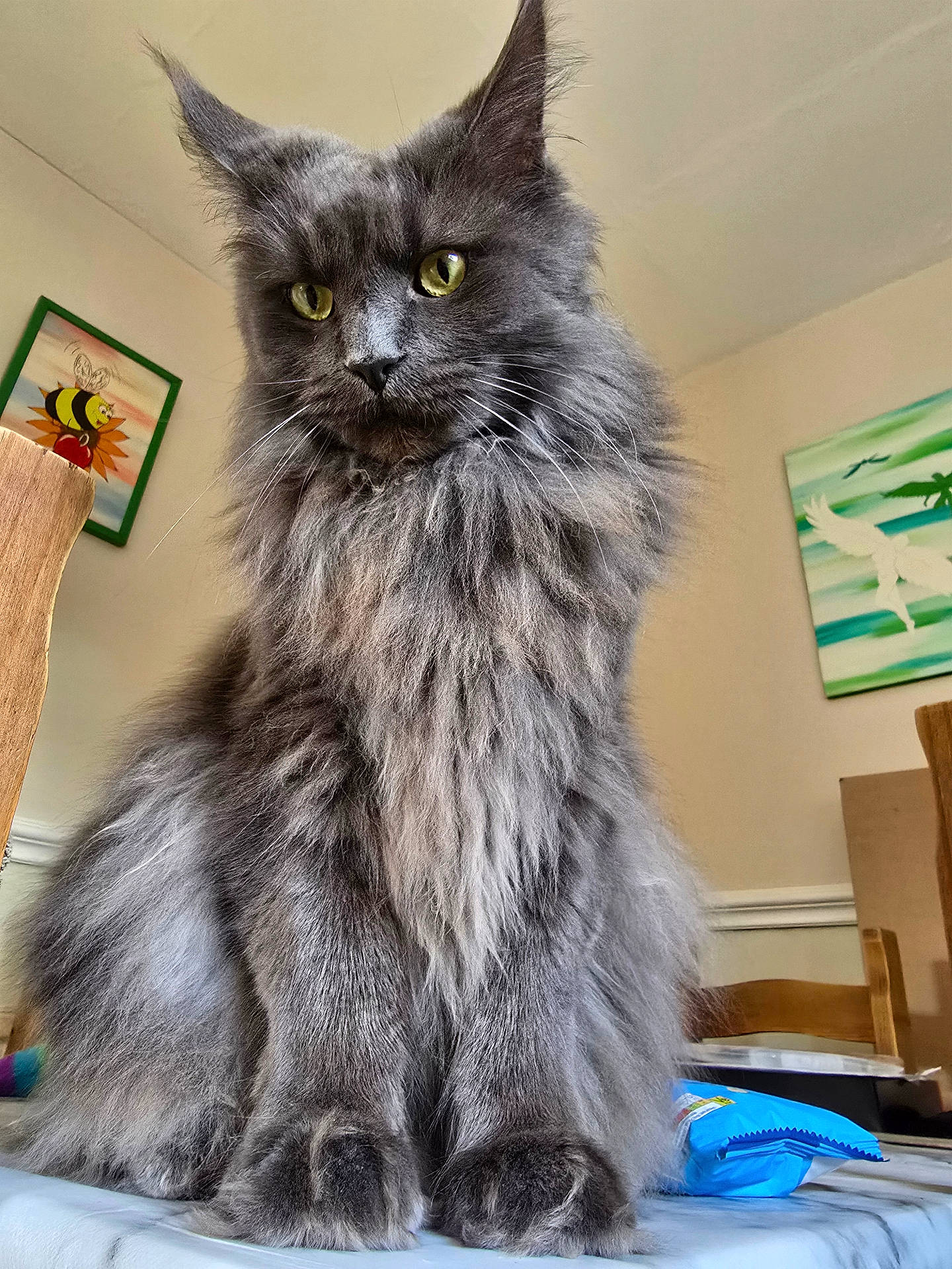 Loki joined the competition — help win amazing prizes! artwork, cat, curiosity, domestic_animal, ears, feline, fluffy, fur, gray_fur, household, indoor, pet, portrait, sitting, snack_bag, table, wall, whiskers, wooden_chair, yellow_eyes