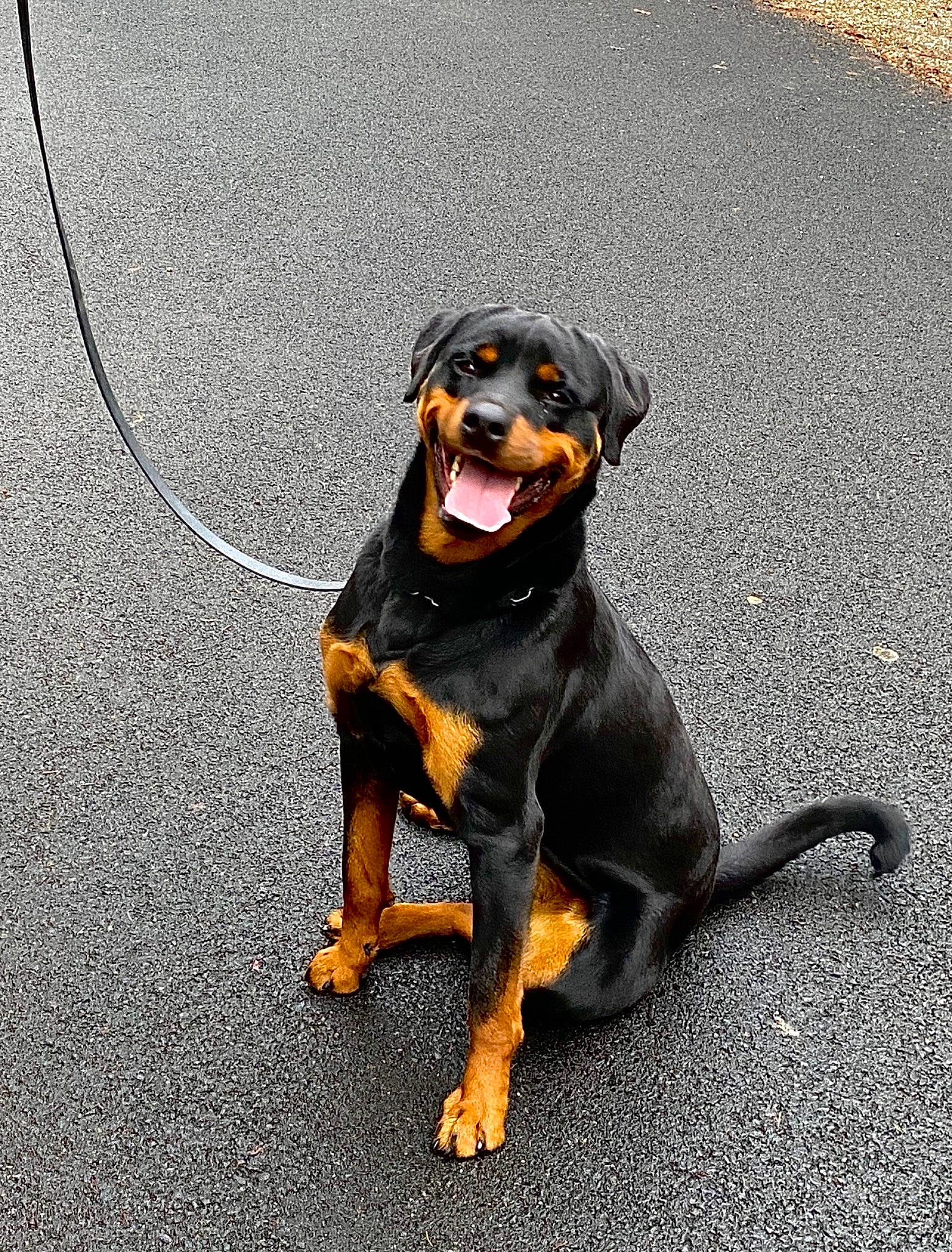 Nora a rejoint le concours — aidez-le/la à gagner de superbes lots ! asphalt, canidae, carnivore, collar, companion_dog, dog, dog_breed, fur, guard_dog, hound, hunting_dog, paw, road_surface, snout, sporting_group, tail, tar, terrestrial_animal, working_animal, working_dog