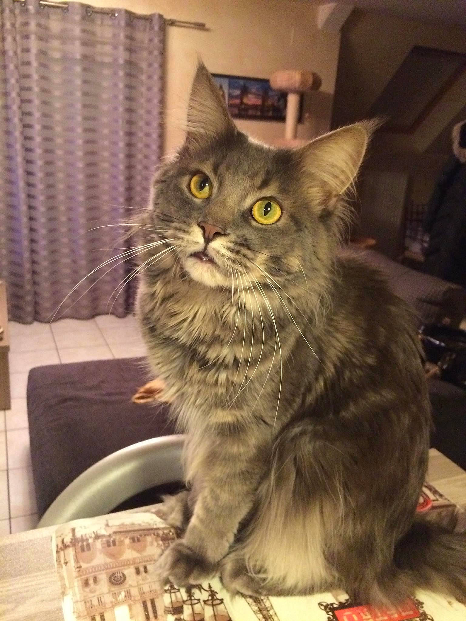 Jipsy a rejoint le concours — aidez-le/la à gagner de superbes lots ! box, british_longhair, carnivore, cat, claw, comfort, couch, curtain, domestic_short_haired_cat, felidae, fur, grey, maine_coon, paw, sitting, small_to_medium_sized_cats, snout, tail, whiskers