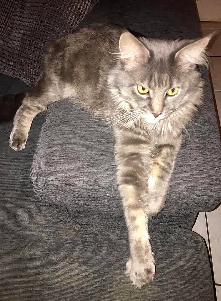 Jipsy a rejoint le concours — aidez-le/la à gagner de superbes lots ! carnivore, cat, cat_toy, claw, domestic_short_haired_cat, felidae, fur, grey, paw, small_to_medium_sized_cats, snout, tail, whiskers, wildlife