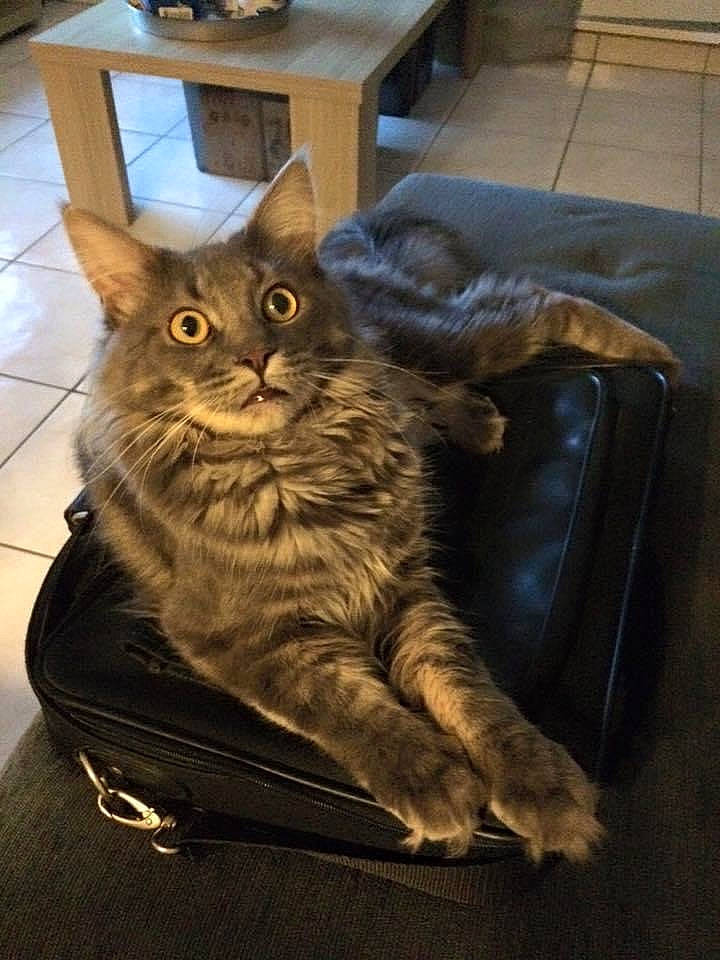 Jipsy participe au concours pour gagner de l'argent avec cette photo : box, carnivore, cat, chair, claw, comfort, couch, domestic_short_haired_cat, felidae, fur, hardwood, paw, picture_frame, sitting, small_to_medium_sized_cats, snout, tail, whiskers, window, wood