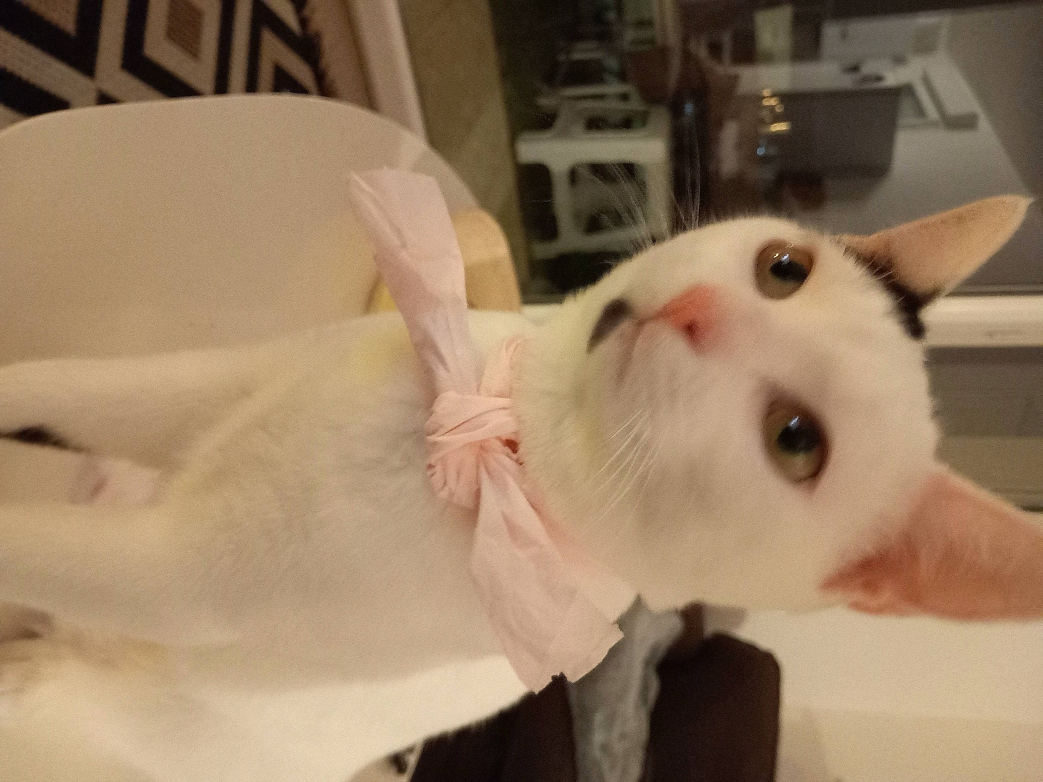 Câlyne a rejoint le concours — aidez-le/la à gagner de superbes lots ! carnivore, cat, collar, domestic_short_haired_cat, ear, eye, fang, fawn, felidae, fur, head, small_to_medium_sized_cats, snout, tail, whiskers