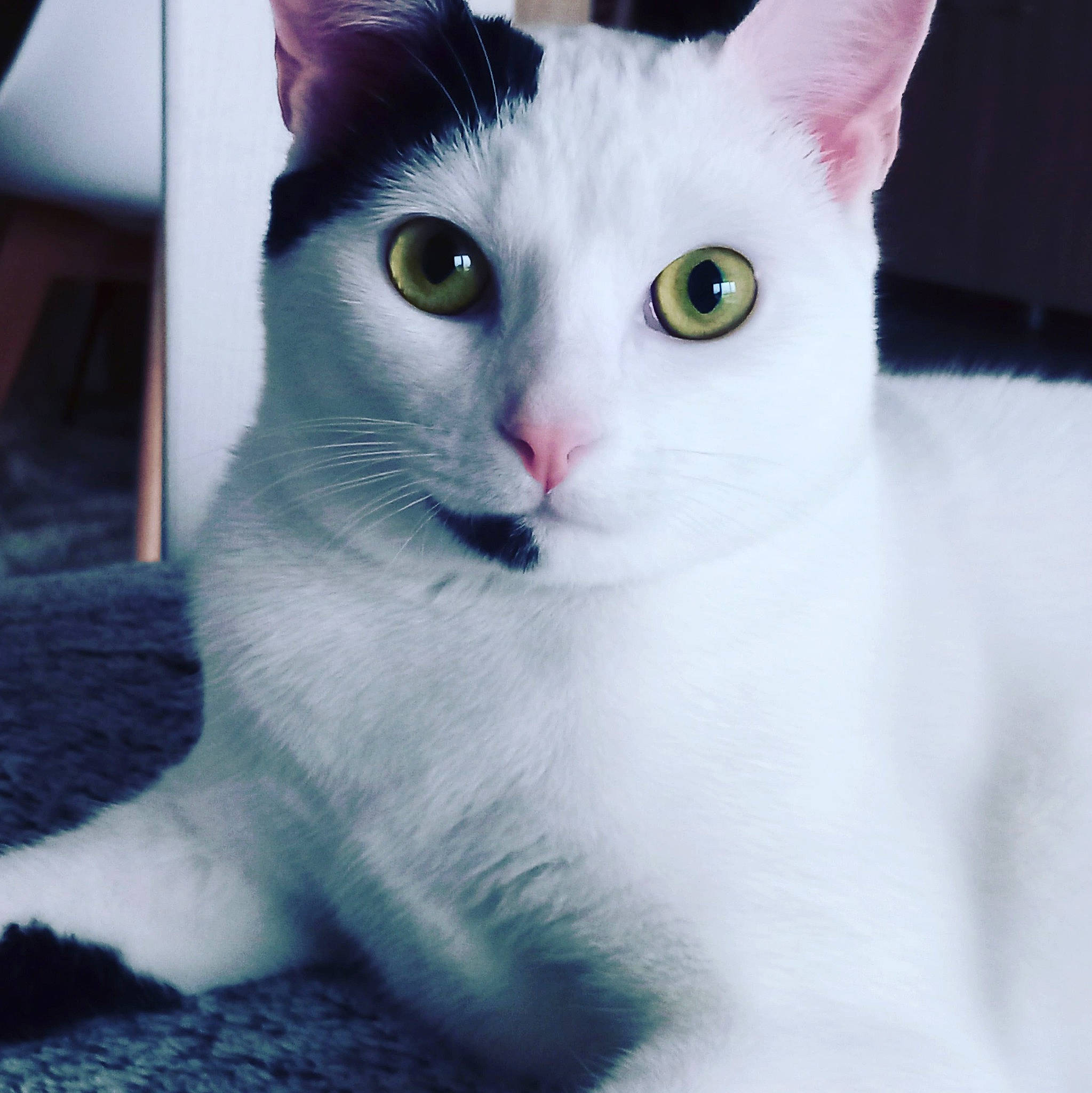 Câlyne participe au concours pour gagner de l'argent avec cette photo : carnivore, cat, domestic_short_haired_cat, ear, felidae, fur, iris, jaw, paw, small_to_medium_sized_cats, snout, tail, whiskers