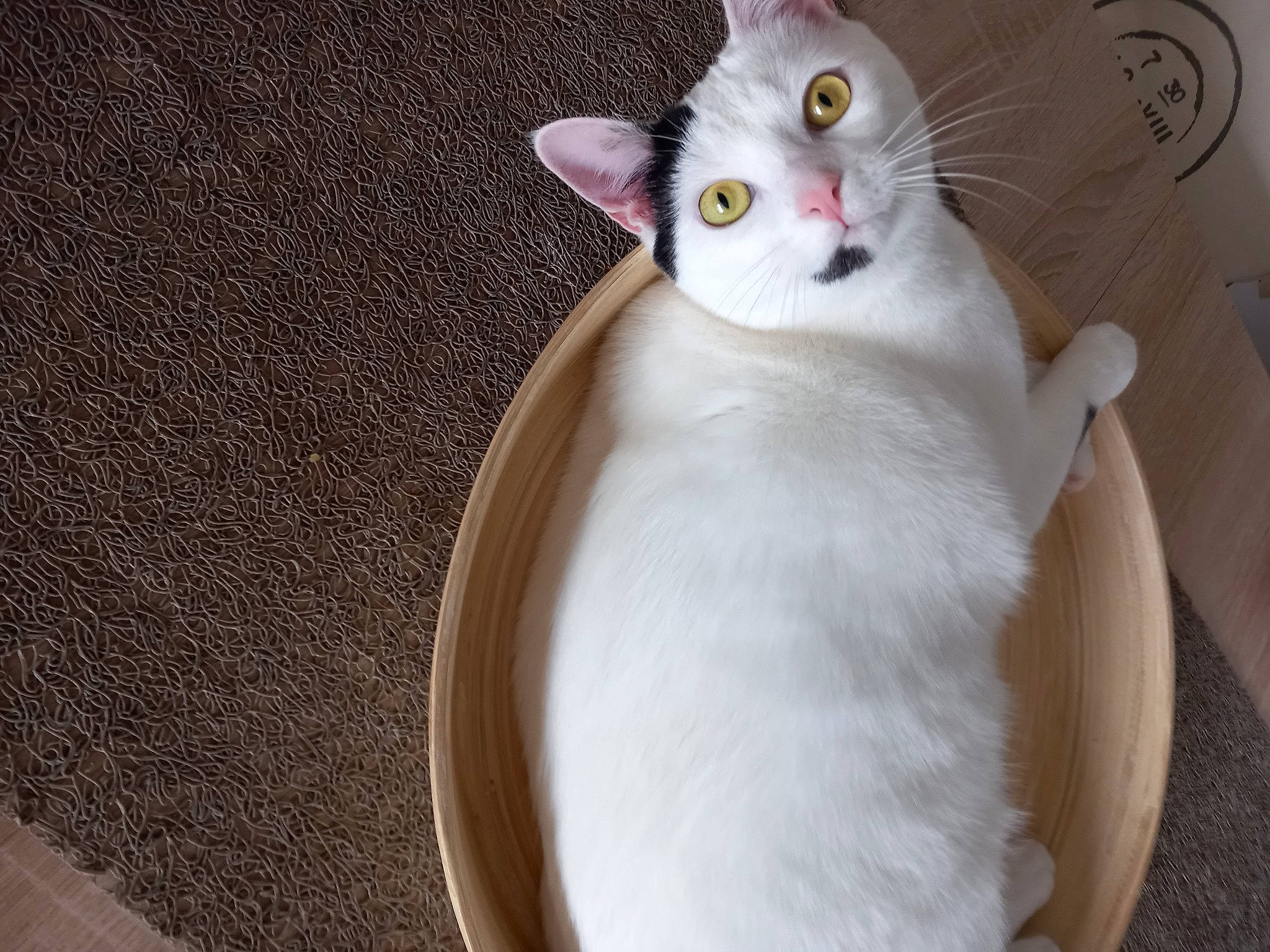 Câlyne a rejoint le concours — aidez-le/la à gagner de superbes lots ! carnivore, cat, cat_supply, comfort, domestic_short_haired_cat, fawn, felidae, fur, grey, paw, pet_supply, small_to_medium_sized_cats, snout, tail, whiskers, window, wood