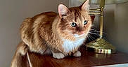 Jemmy joined the competition — help win amazing prizes! cat, ginger_cat, long_hair, fluffy, feline, pet, animal, green_eyes, whiskers, ears, white_chest, paws, tail, sitting, indoors, wooden_cabinet, lamp, brass, portrait, home_decor