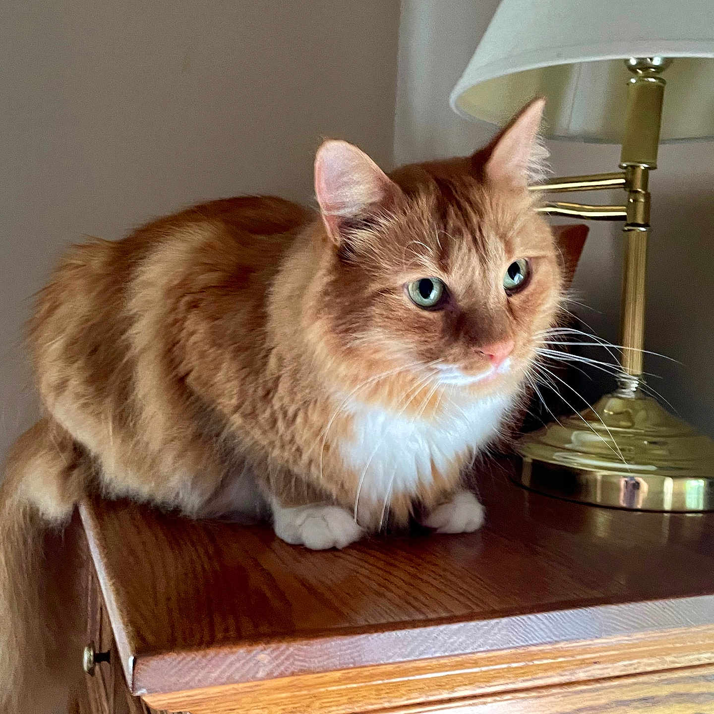 Jemmy joined the competition — help win amazing prizes! cat, ginger_cat, long_hair, fluffy, feline, pet, animal, green_eyes, whiskers, ears, white_chest, paws, tail, sitting, indoors, wooden_cabinet, lamp, brass, portrait, home_decor