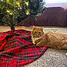Jemmy is registered to the contest to win money with this photo: cat, orange_cat, fluffy, long_hair, pet, animal, christmas_tree, holiday, festive, ornaments, lights, tree_skirt, plaid, red, green, indoor, living_room, carpet, couch, portrait