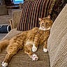 cat, orange_cat, fluffy, longhaired, white_paws, couch, sofa, cushions, indoor, living_room, pet, feline, relaxed, lounging, sitting, portrait, fur, whiskers, home, cozy