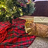 Jemmy joined the competition — help win amazing prizes! cat, orange_cat, fluffy, long_hair, pet, animal, christmas_tree, holiday, christmas_decorations, tree_lights, ornaments, plaid, tree_skirt, red, green, indoor, living_room, carpet, cozy, portrait