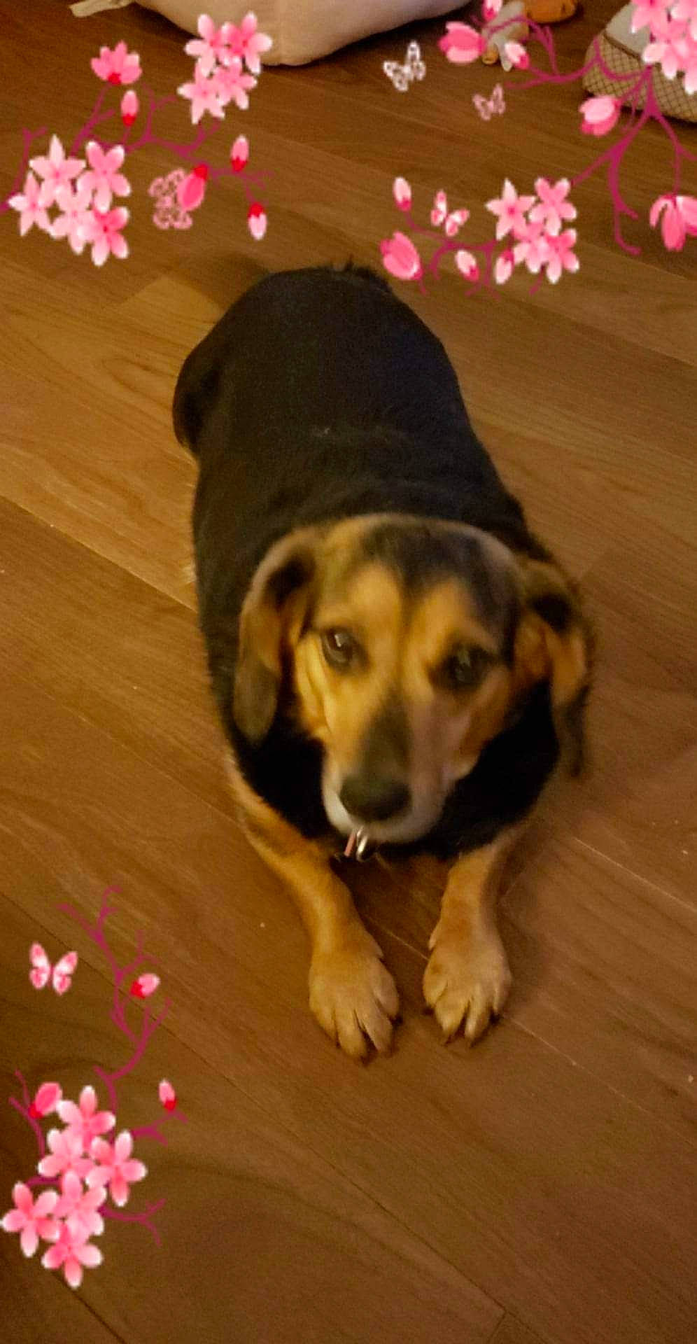 Salem joined the competition — help win amazing prizes! cap, carnivore, companion_dog, costume_hat, dog, dog_breed, dog_supply, fawn, flooring, fur, hardwood, hat, party_hat, paw, pet_supply, sporting_group, tail, wood, wood_stain, working_animal