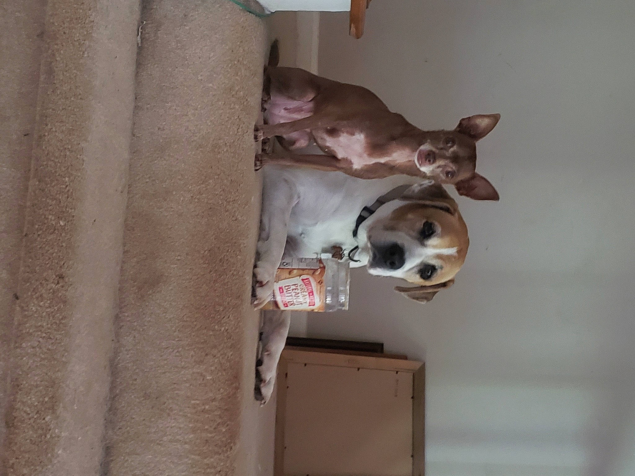 Duke joined the competition — help win amazing prizes! cabinetry, canidae, carnivore, ceiling, companion_dog, dog, dog_breed, door, fawn, felidae, flooring, hardwood, non_sporting_group, room, snout, sporting_group, tail, whiskers, wood, working_animal