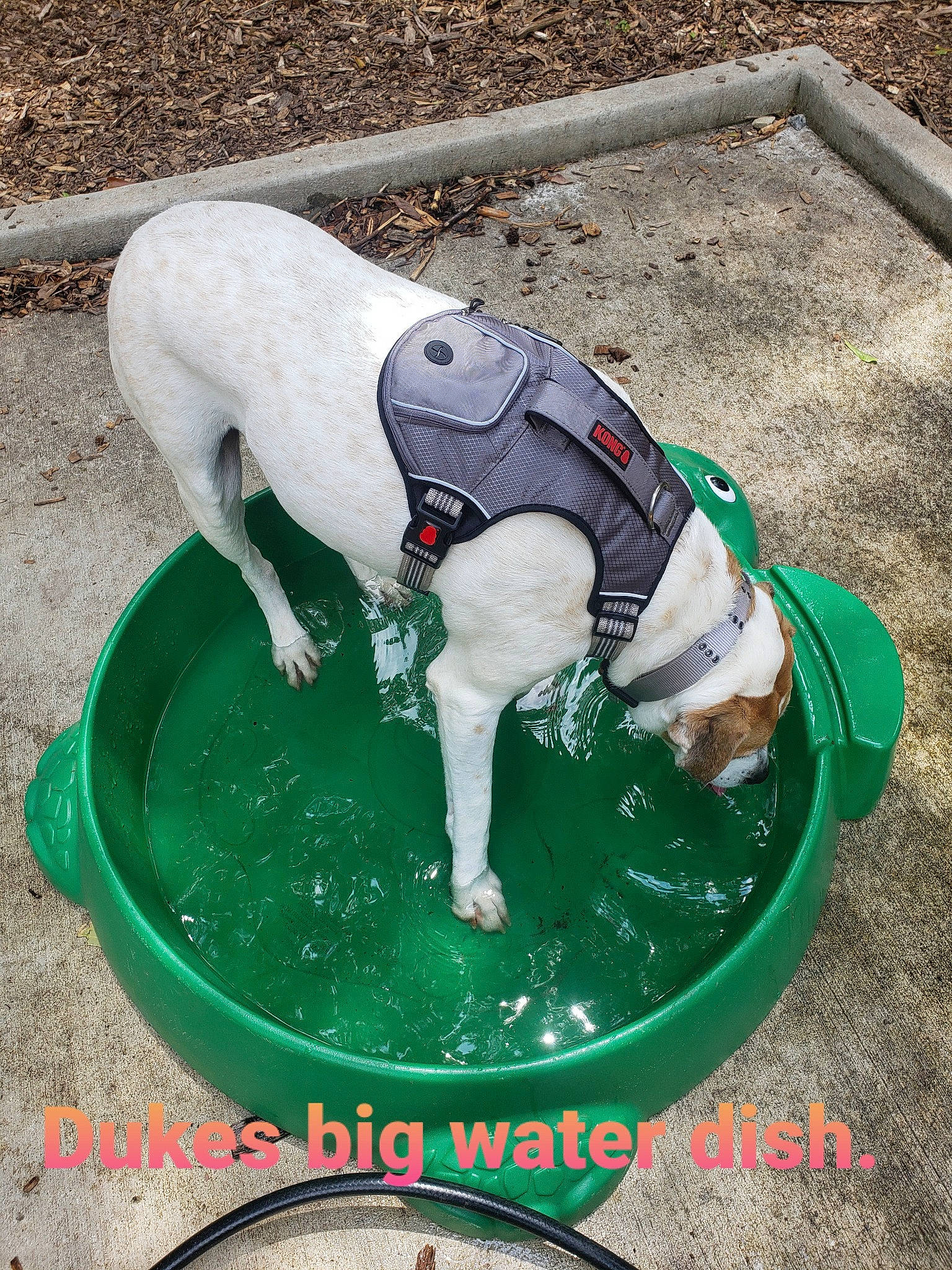 Duke joined the competition — help win amazing prizes! canidae, carnivore, companion_dog, dog, dog_breed, dog_supply, grass, leisure, non_sporting_group, pet_supply, recreation, sporting_group, tail, vertebrate, water, working_animal