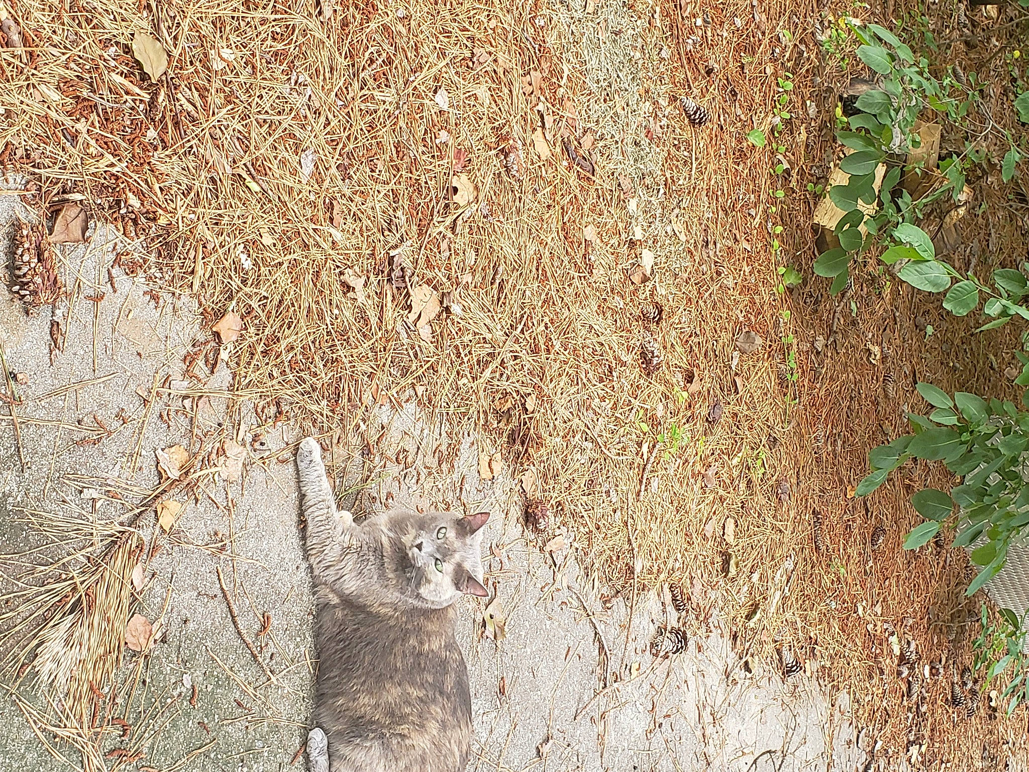 Mary is registered to the contest to win money with this photo: asphalt, carnivore, cat, fawn, felidae, fur, grass, groundcover, landscape, plant, road_surface, small_to_medium_sized_cats, soil, tail, terrestrial_animal, tree, trunk, vertebrate, whiskers, wood