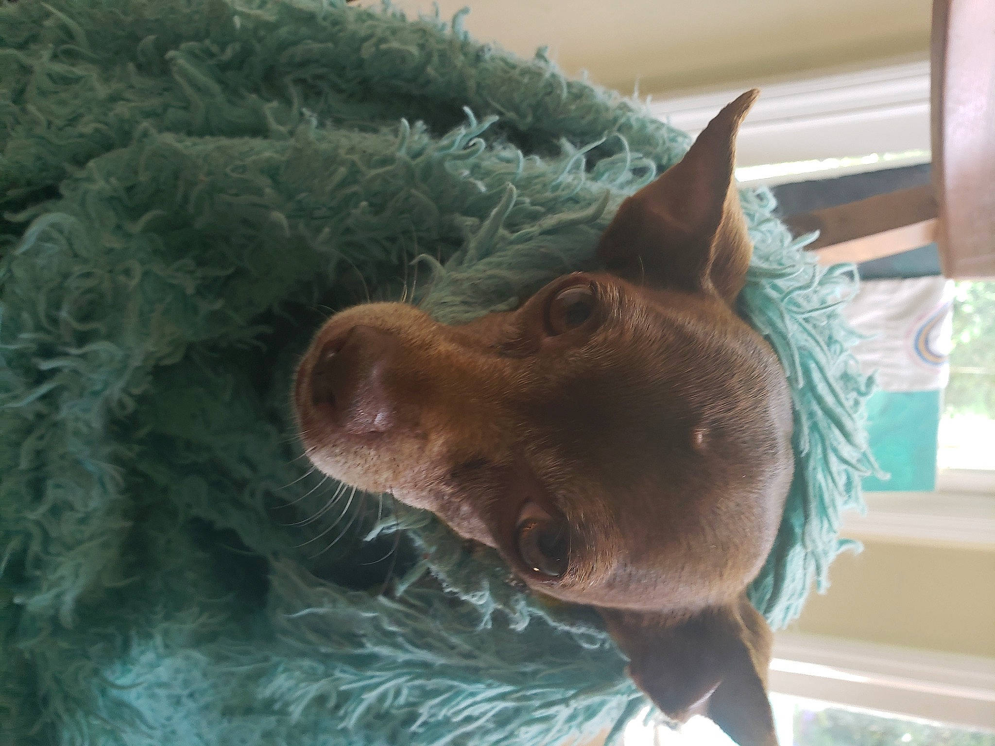 Cookie Harris joined the competition — help win amazing prizes! canidae, carnivore, companion_dog, dog, dog_breed, fang, fawn, felidae, fur, liver, non_sporting_group, snout, sporting_group, water, whiskers, working_animal