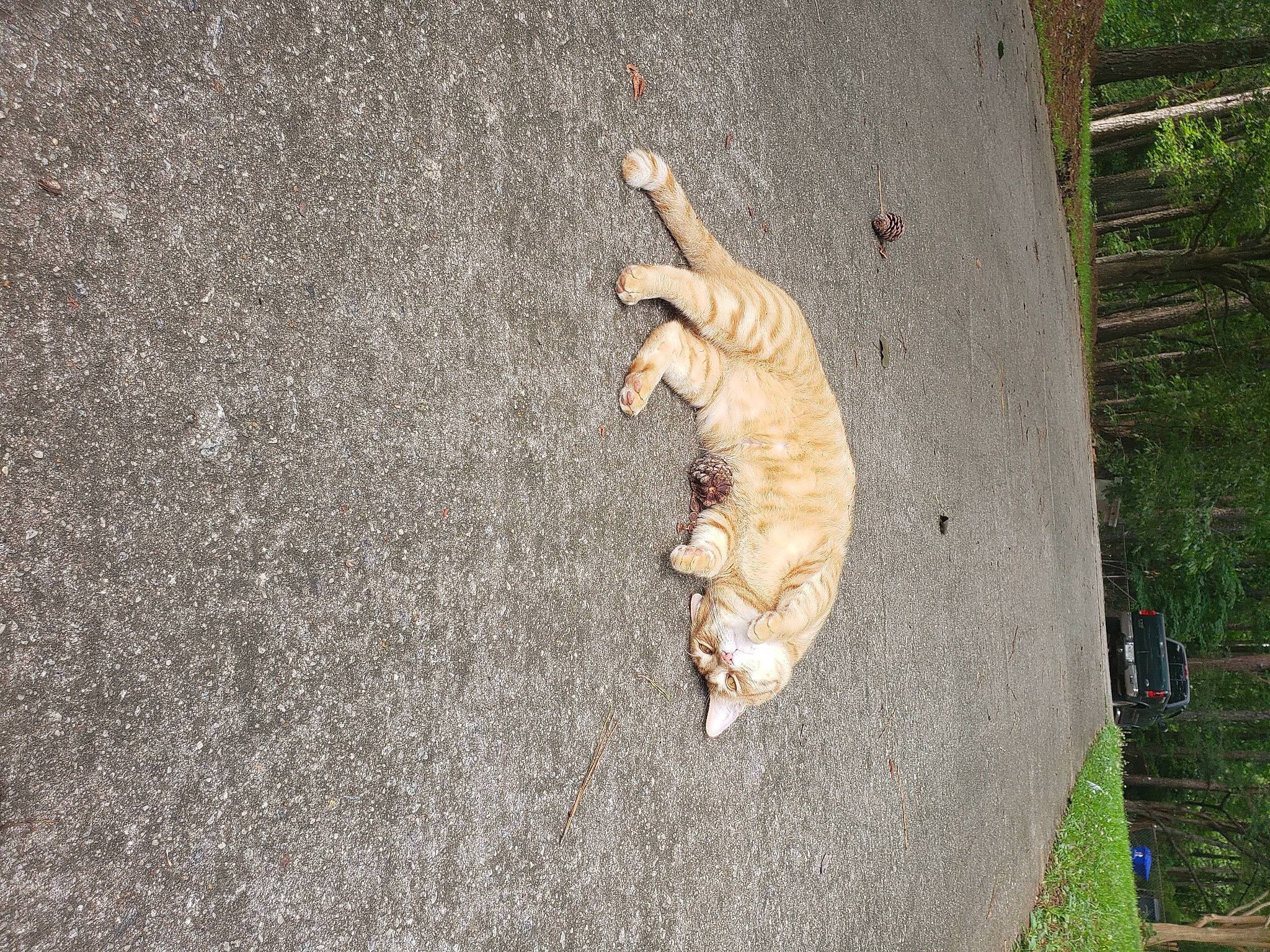 Donald joined the competition — help win amazing prizes! asphalt, canidae, carnivore, fawn, felidae, fish, grass, organism, plant, reptile, road_surface, scaled_reptile, shadow, small_to_medium_sized_cats, soil, tail, terrestrial_animal, tree, trunk, wood