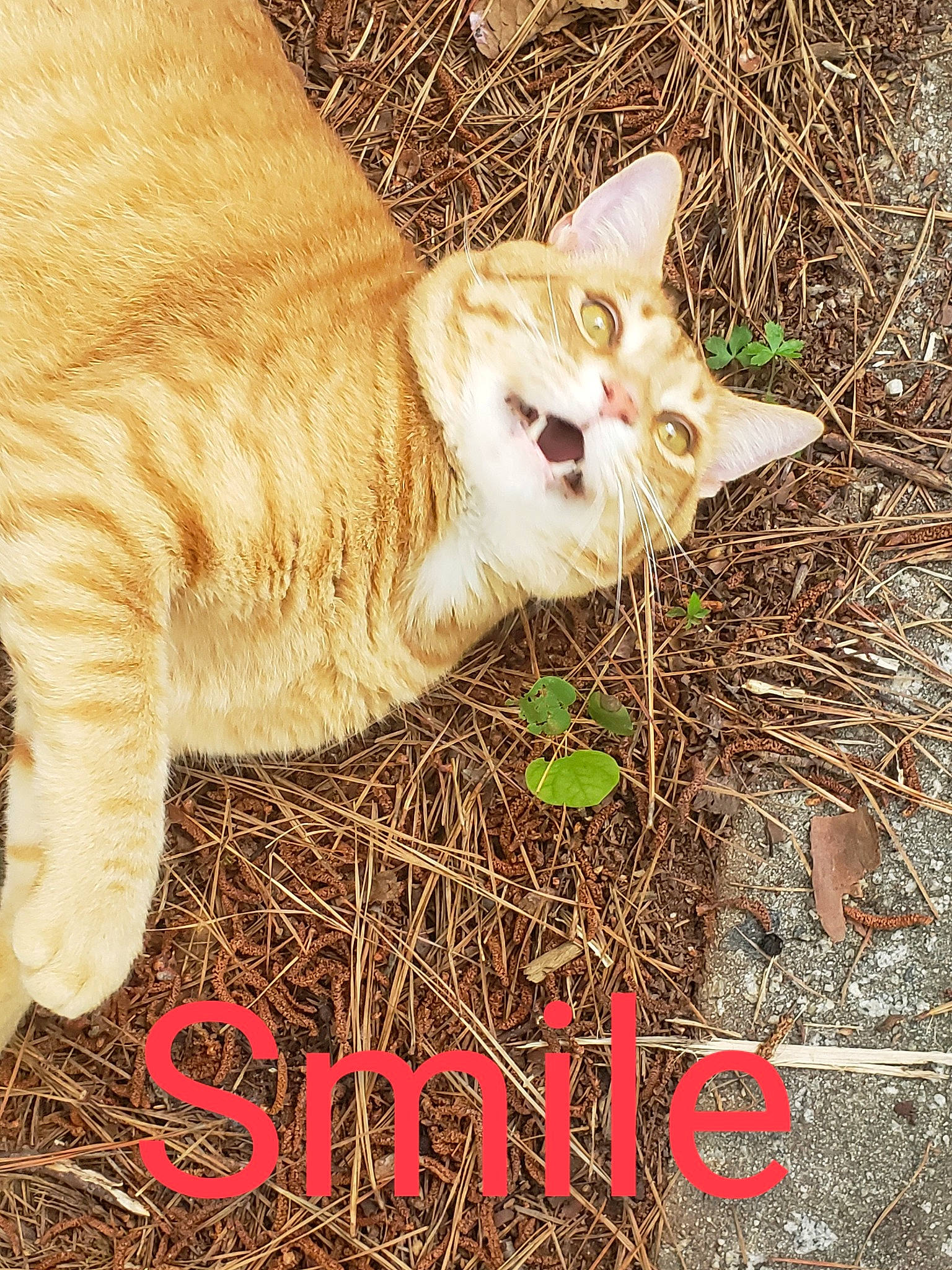 Donald joined the competition — help win amazing prizes! adaptation, carnivore, cat, domestic_short_haired_cat, fawn, felidae, font, fur, grass, happy, organism, photo_caption, plant, poster, small_to_medium_sized_cats, snout, soil, tail, terrestrial_animal, whiskers