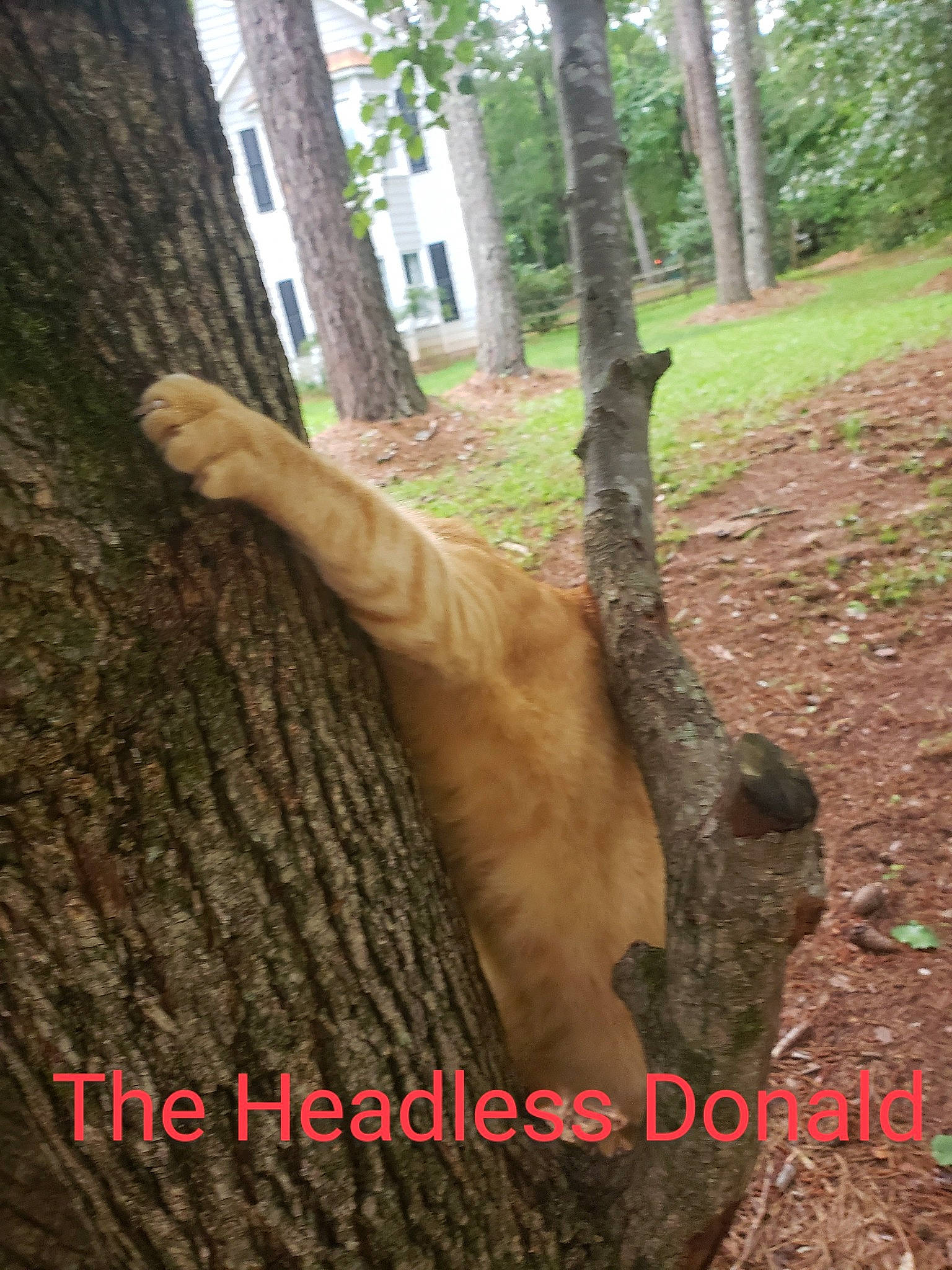 Donald is registered to the contest to win money with this photo: building, carnivore, dog, dog_breed, fawn, felidae, forest, gesture, grass, people_in_nature, plant, soil, sporting_group, tail, terrestrial_animal, terrestrial_plant, tree, trunk, twig, wood