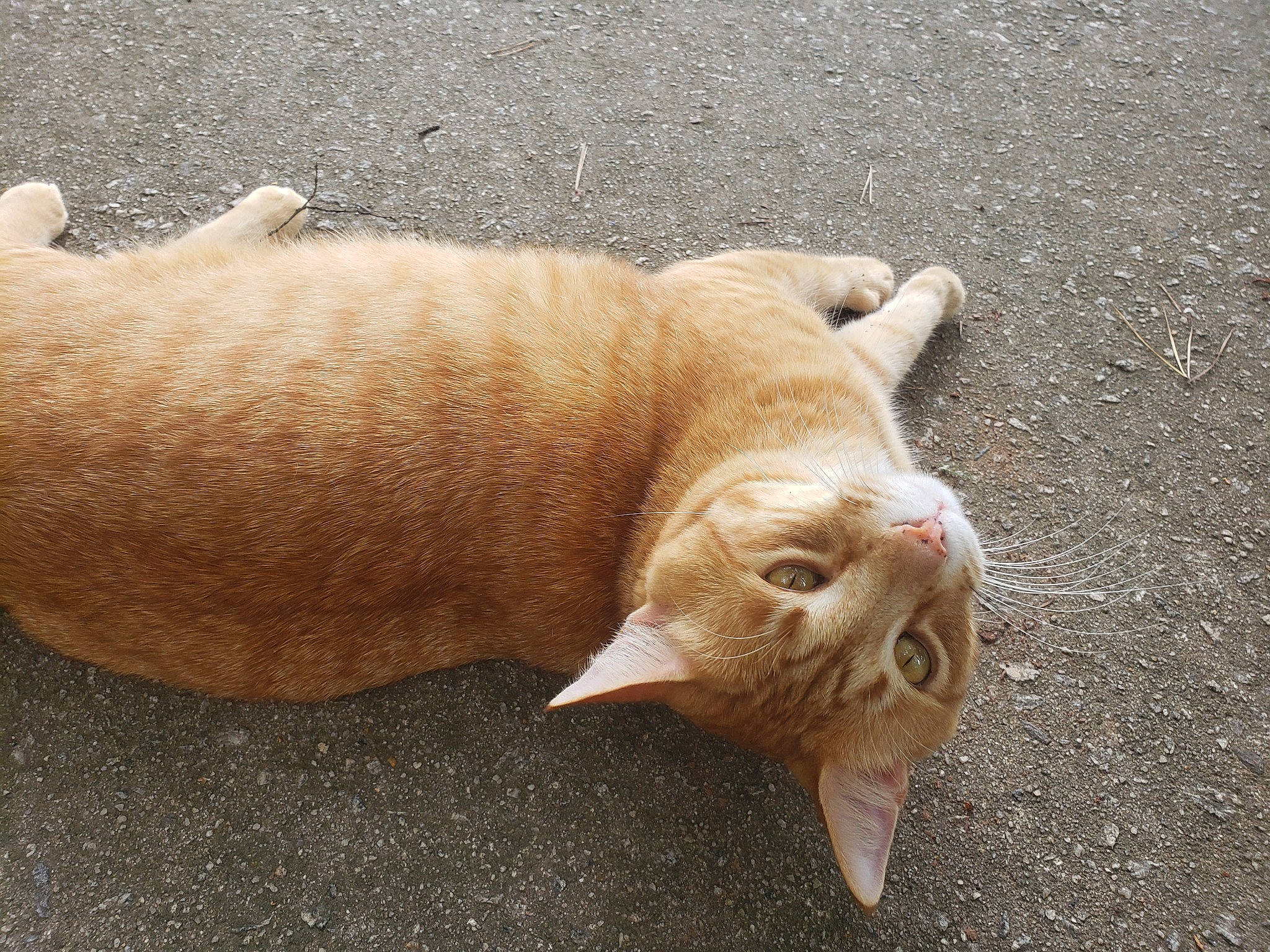 Donald joined the competition — help win amazing prizes! canidae, carnivore, cat, claw, comfort, dog_breed, domestic_short_haired_cat, fawn, felidae, fur, paw, shell, small_to_medium_sized_cats, snout, sporting_group, tail, terrestrial_animal, whiskers, wildlife, wood