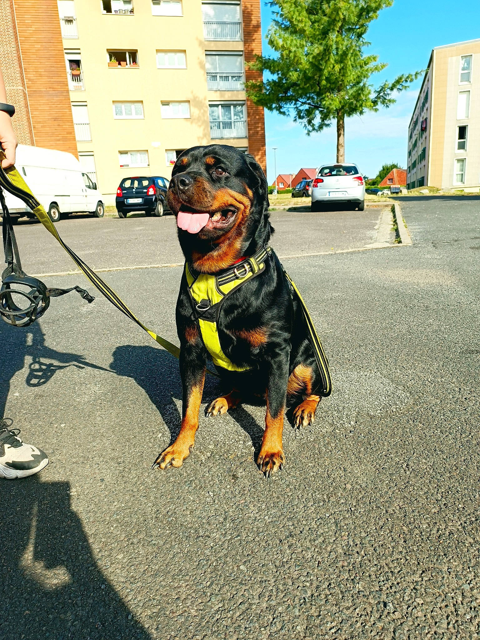 Olea participe au concours pour gagner de l'argent avec cette photo : asphalt, automotive_tire, building, car, carnivore, companion_dog, dog, dog_breed, leash, road, road_surface, sidewalk, sky, snout, tar, tire, tree, vehicle, wheel, window