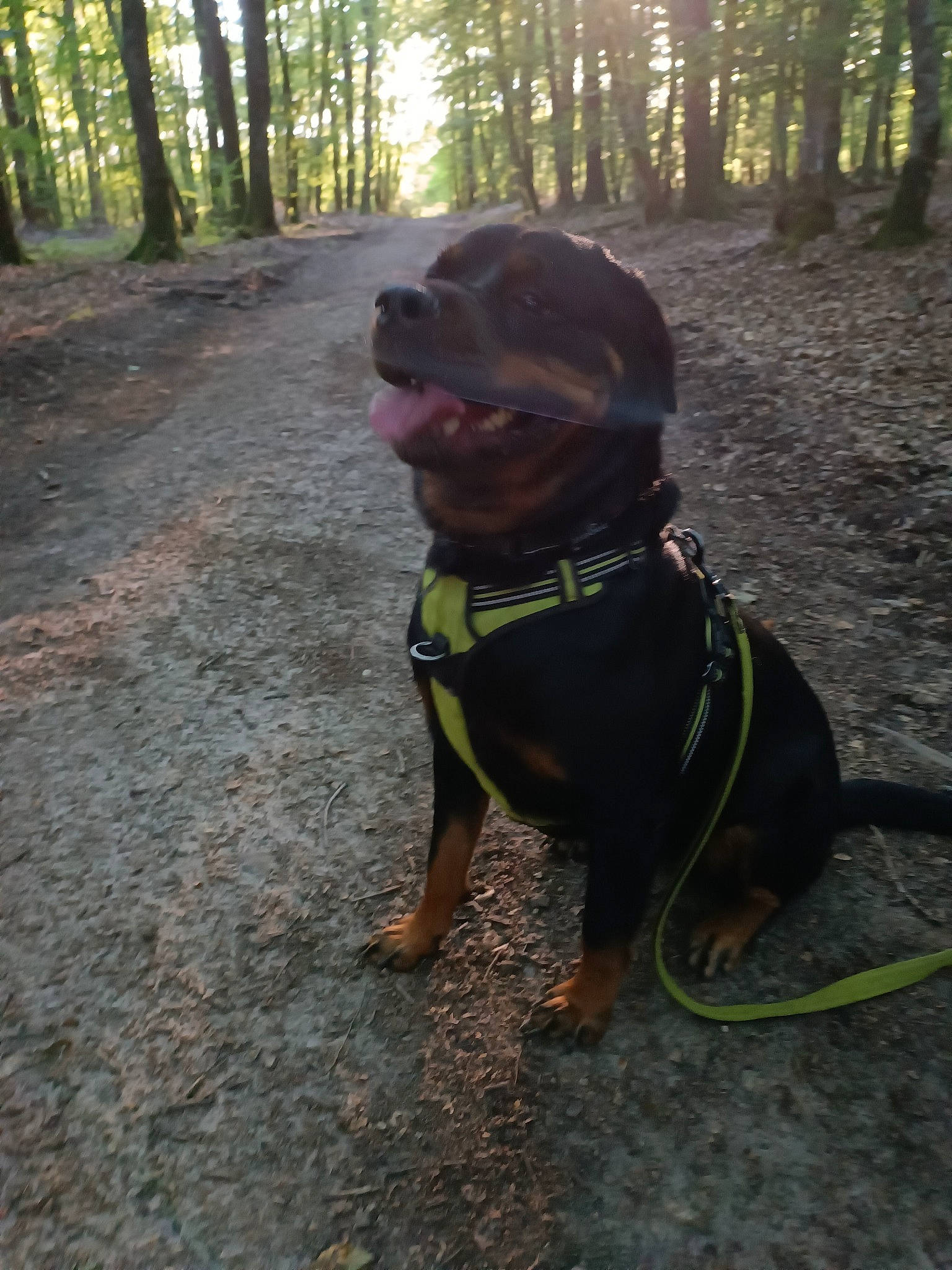 Olea participe au concours pour gagner de l'argent avec cette photo : carnivore, collar, companion_dog, dog, dog_breed, dog_collar, fashion_accessory, fawn, forest, grass, leash, liver, personal_protective_equipment, pet_supply, plant, sporting_group, tail, tree, wood, working_animal
