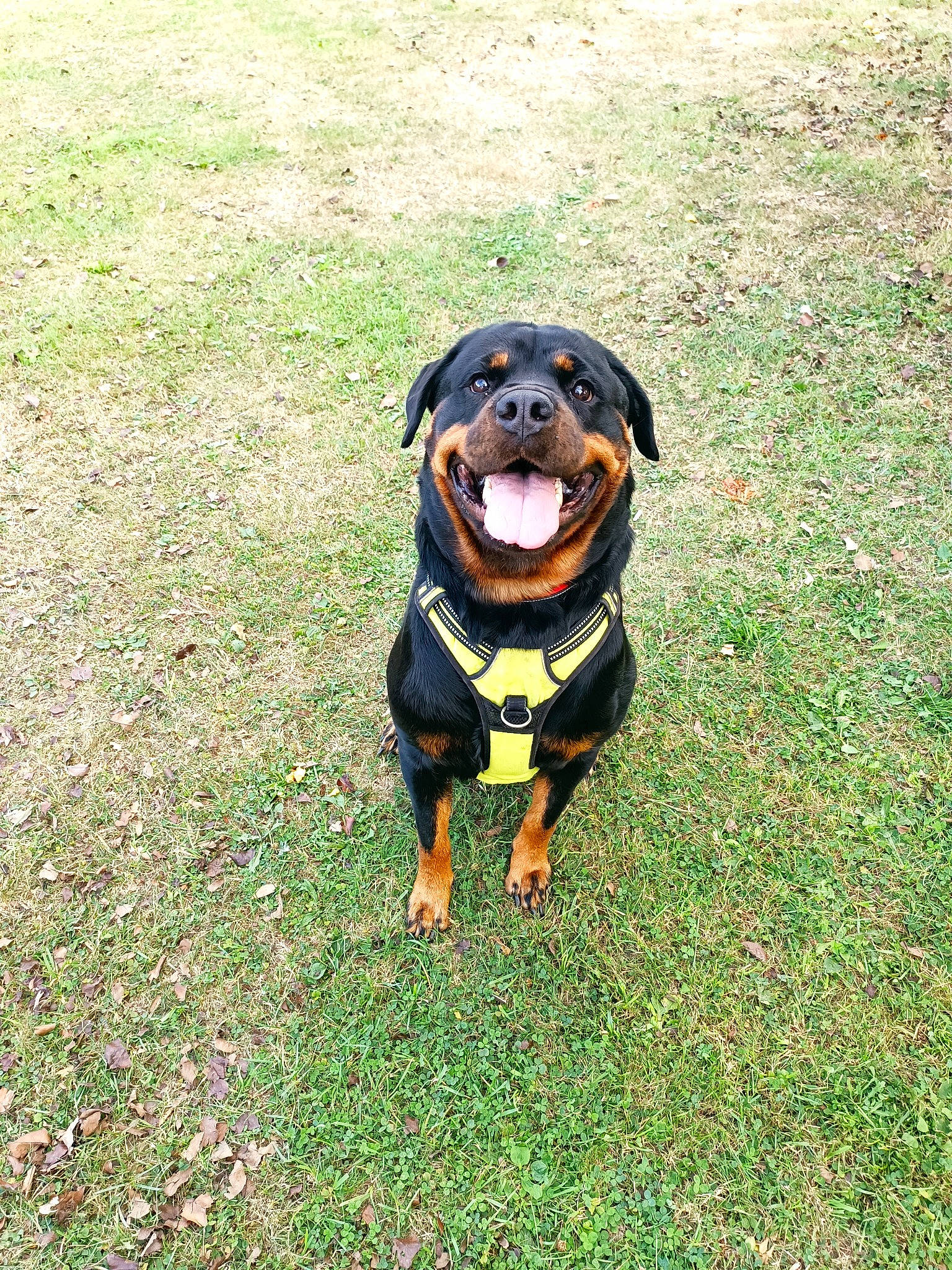 Olea participe au concours pour gagner de l'argent avec cette photo : canidae, carnivore, collar, companion_dog, dog, dog_breed, dog_collar, fashion_accessory, grass, guard_dog, hound, personal_protective_equipment, pinscher, plant, rottweiler, smile, snout, sporting_group, working_animal, working_dog