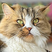 Taasa joined the competition — help win amazing prizes! animal, blurred_background, calm, cat, close_up, cute, domestic_cat, face, feline, fluffy, focused, fur, green_eyes, indoor, mammal, pet, pink_nose, portrait, soft_lighting, whiskers