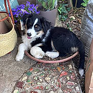Bony a rejoint le concours — aidez-le/la à gagner de superbes lots ! bag, basket, black_and_white, concrete, cute, dog, flowers, fur, garden, leafy_plants, nature, outdoor, pet, plant_pot, playful, puppy, resting, small_animal, soil, tongue_out