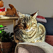 Plume a rejoint le concours — aidez-le/la à gagner de superbes lots ! abyssinian, animal, architecture, armchair, building, cat, chair, couch, cushion, furniture, homedecor, indoors, kitten, livingroom, manx, pet, plant, pottedplant, room, toy