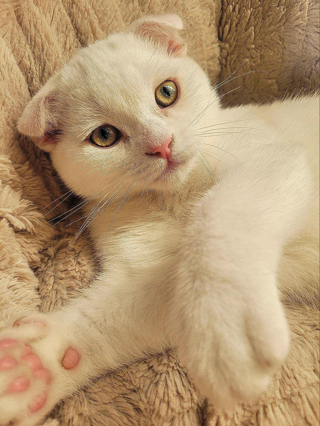 Neïko participe au concours pour gagner de l'argent avec cette photo : carnivore, cat, claw, comfort, domestic_short_haired_cat, fawn, felidae, fur, iris, paw, pet_supply, small_to_medium_sized_cats, snout, terrestrial_animal, whiskers