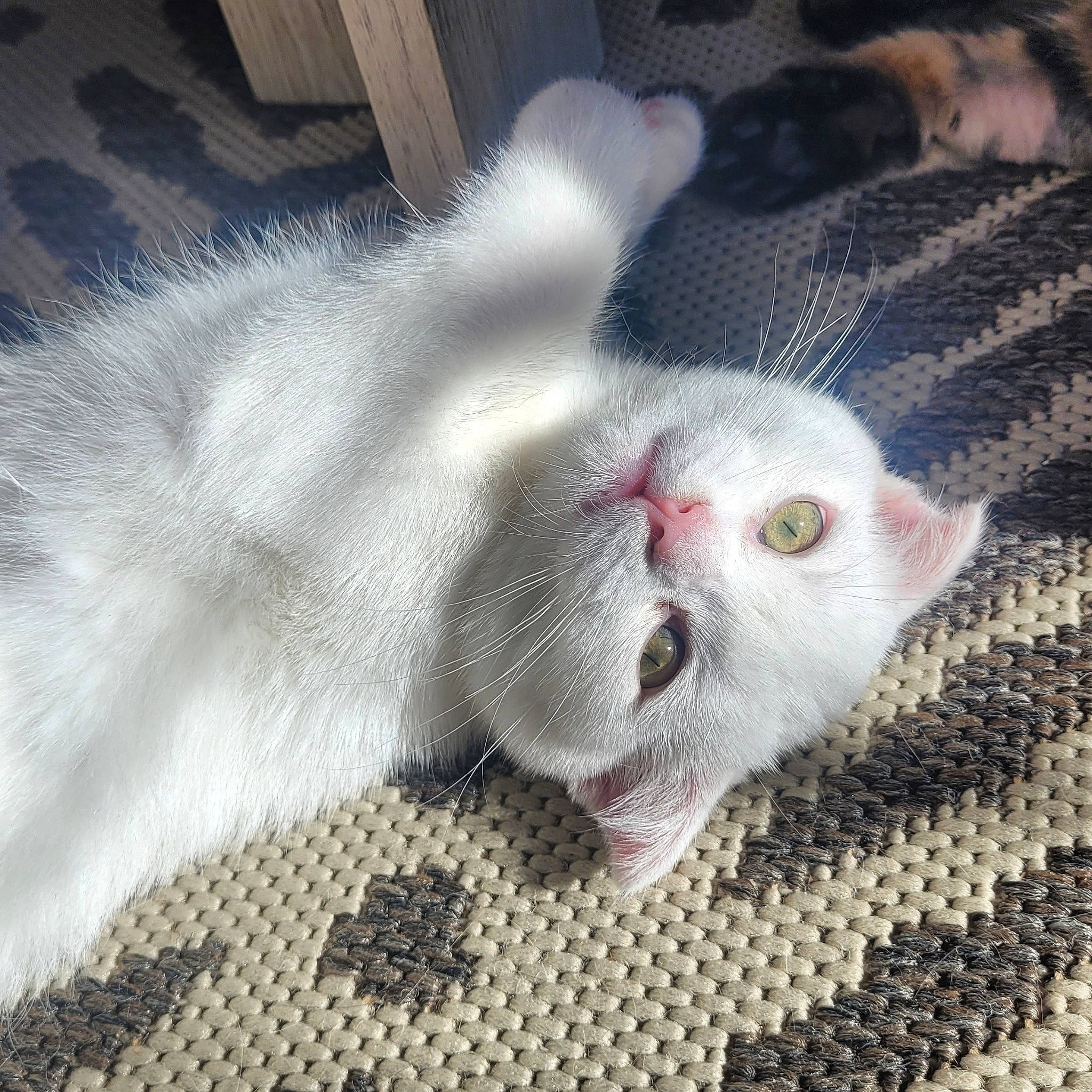 Neïko participe au concours pour gagner de l'argent avec cette photo : carnivore, cat, claw, domestic_short_haired_cat, felidae, flooring, foot, fur, mesh, pattern, paw, photo_caption, small_to_medium_sized_cats, snout, tail, terrestrial_animal, whiskers, woven_fabric