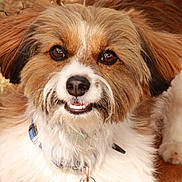 Benny is registered to the contest to win money with this photo: dog, pet, close_up, fluffy, brown, white, collar, outdoor, animal, cute, smiling, fur, ears, eyes, nose, portrait, friendly, happy, canine, nature