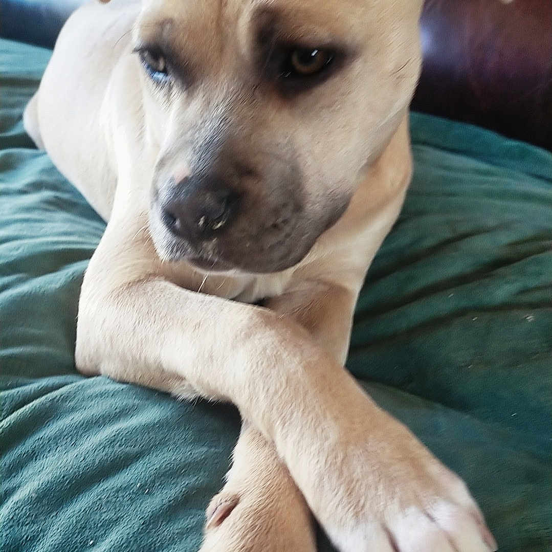 Desie participe au concours pour gagner de l'argent avec cette photo : dog, tan_dog, paws, crossed_paws, blanket, green_blanket, leather_couch, indoor, pet, animal, relaxed, lounging, looking_away, canine, fur, ears, snout, nails, resting, domestic_animal