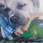 Desie a rejoint le concours — aidez-le/la à gagner de superbes lots ! dog, sleeping, couch, blanket, pillow, indoor, pet, relaxed, cozy, resting, canine, fur, snout, ears, home, comfort, nap, animal, closeup, peaceful