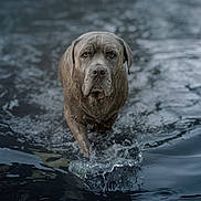Opium a rejoint le concours — aidez-le/la à gagner de superbes lots ! dog, water, animal, wet, splash, portrait, outdoor, nature, canine, focused, muddy, fur, ripples, pond, alone, serious, walking, large_dog, gray, motion