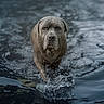 alone, animal, canine, dog, focused, fur, gray, large_dog, motion, muddy, nature, outdoor, pond, portrait, ripples, serious, splash, walking, water, wet