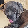 Opium participe au concours pour gagner de l'argent avec cette photo : dog, sleeping, tongue_out, leather_couch, indoor, brown_dog, large_paw, relaxed, pet, canine, nap, wrinkled_skin, resting, animal, furry, cute, domestic_animal, cozy, tongue, close_up