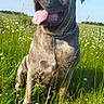 Opium participe au concours pour gagner de l'argent avec cette photo : dog, canine, pet, animal, outdoor, meadow, grass, flowers, daisies, sunny, blue_sky, happy, tongue_out, collar, nature, summer, sitting, field, muzzle, ears