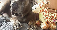 Opium a rejoint le concours — aidez-le/la à gagner de superbes lots ! dog, plush_toy, giraffe, stuffed_animal, couch, leather, blanket, indoor, pet, animal, paw, snout, fur, relaxing, home, companion, cozy, soft_toy, brown, gray