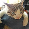 Chataigne participe au concours pour gagner de l'argent avec cette photo :