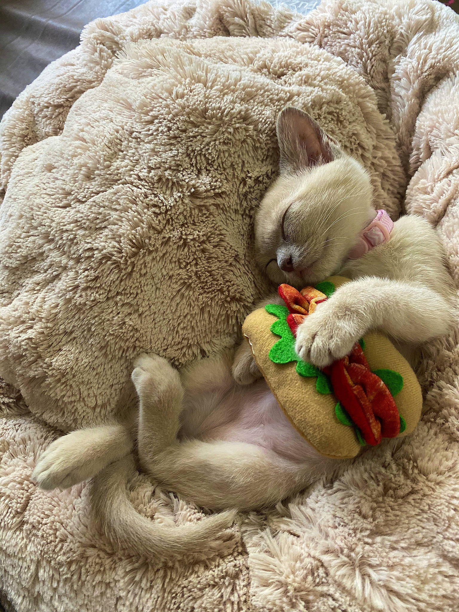 Cc joined the competition — help win amazing prizes! asian, british_shorthair, burmilla, carnivore, cat, claw, fawn, felidae, fur, kitten, nap, organism, singapura, sleep, small_to_medium_sized_cats, whiskers