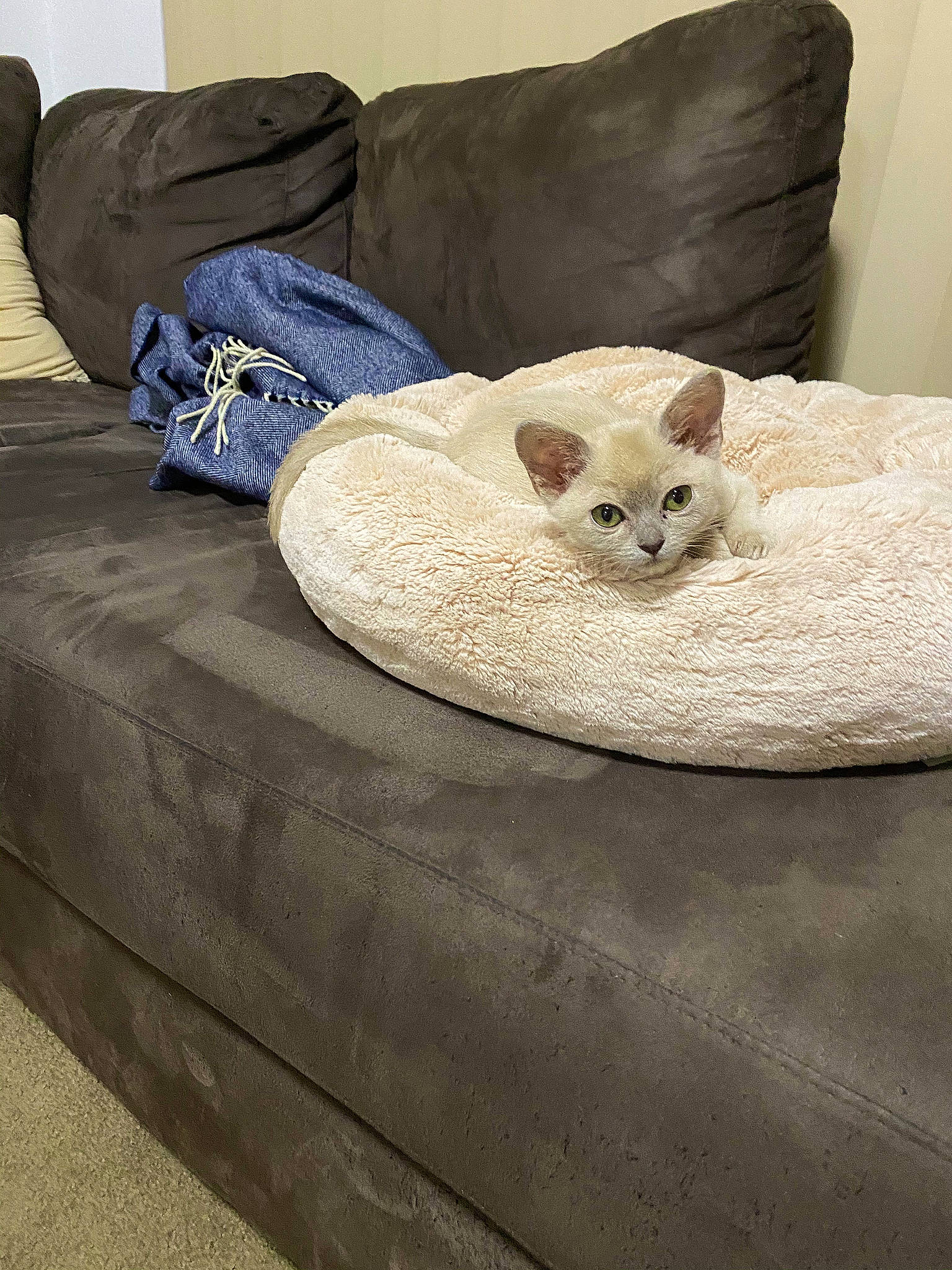 Cc is registered to the contest to win money with this photo: asian, burmilla, carnivore, cat, cat_bed, comfort, fawn, felidae, furniture, mammal, small_to_medium_sized_cats, whiskers