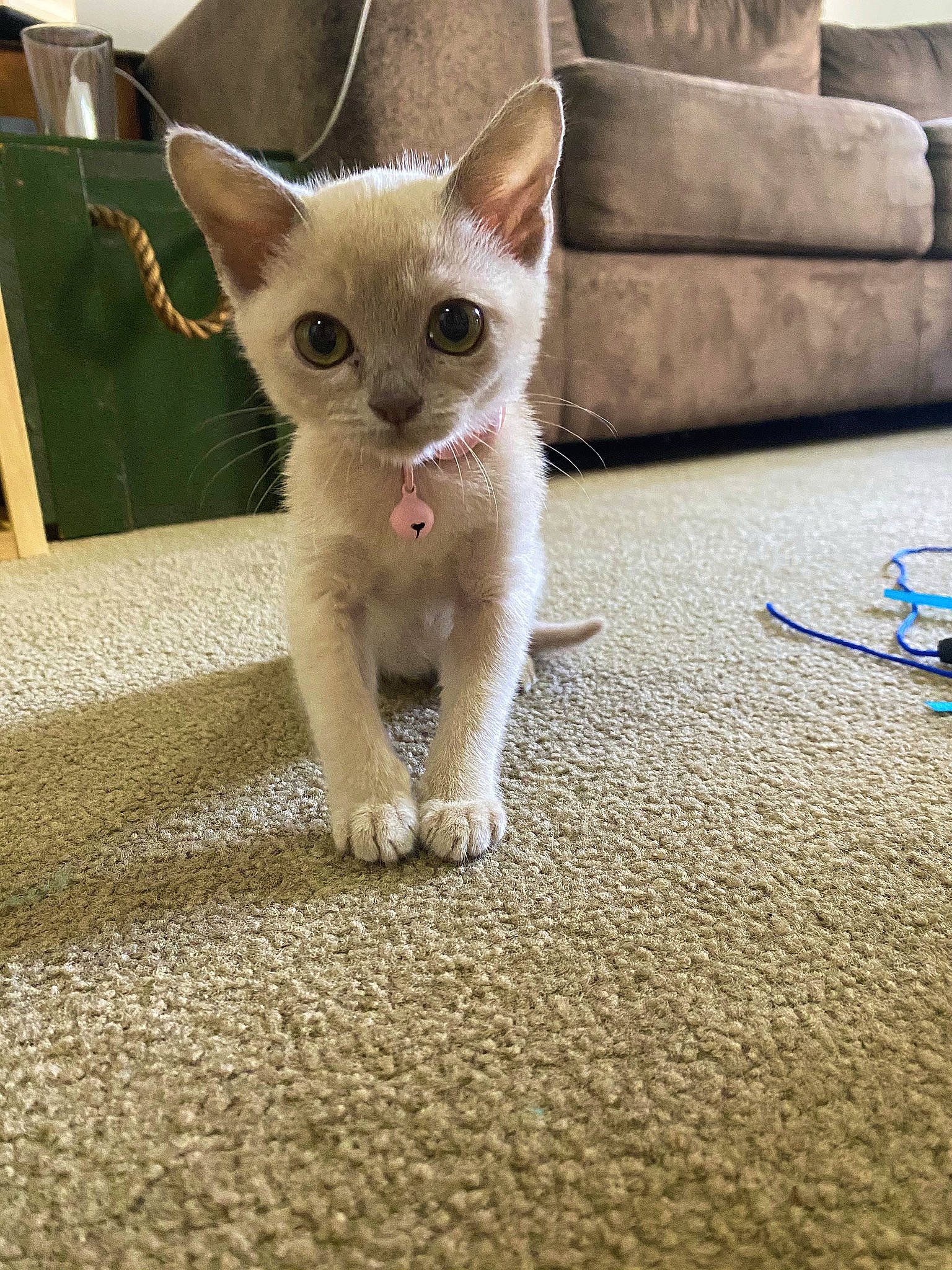 Cc is registered to the contest to win money with this photo: asian, burmese, carnivore, cat, colorpoint_shorthair, domestic_short_haired_cat, fawn, felidae, german_rex, kitten, mammal, ojos_azules, oriental_shorthair, singapura, small_to_medium_sized_cats, snout, thai, tonkinese, vertebrate, whiskers