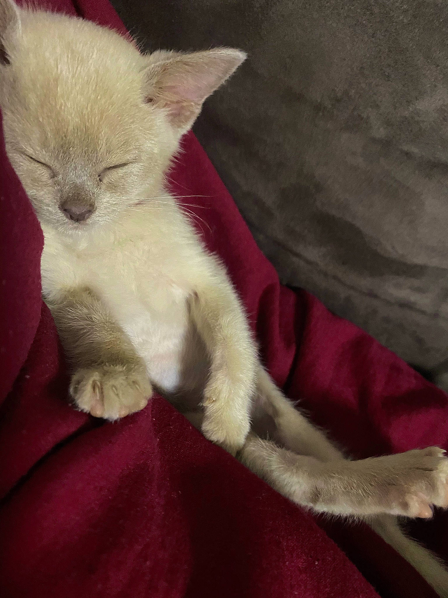 Cc is registered to the contest to win money with this photo: asian, burmilla, carnivore, cat, claw, colorpoint_shorthair, devon_rex, fawn, felidae, german_rex, javanese, kitten, mammal, ojos_azules, small_to_medium_sized_cats, tail, turkish_angora, vertebrate, whiskers