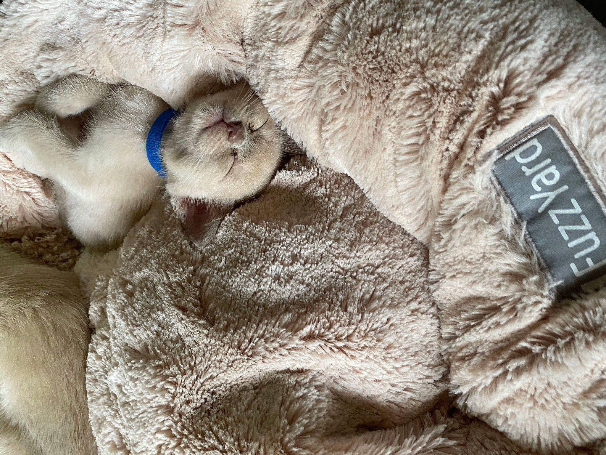 Cc is registered to the contest to win money with this photo: beige, british_shorthair, carnivore, cat, close_up, ear, fawn, felidae, fur, nap, sheep, small_to_medium_sized_cats