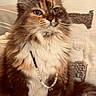 Merliah Summers participe au concours pour gagner de l'argent avec cette photo : animal, brown, cat, couch, cute, domestic, feline, fluffy, fur, indoor, jewelry, necklace, pet, pillow, portrait, relaxed, sitting, tabby, whiskers, white