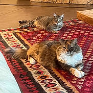 Merliah Summers participe au concours pour gagner de l'argent avec cette photo : animal, brown_cat, cat, cozy, decor, domestic_cat, feline, flooring, fluffy_cat, household, indoor, living_room, patterned_rug, pet, relaxed, resting, rug, stone_wall, tabby_cat, wooden_furniture